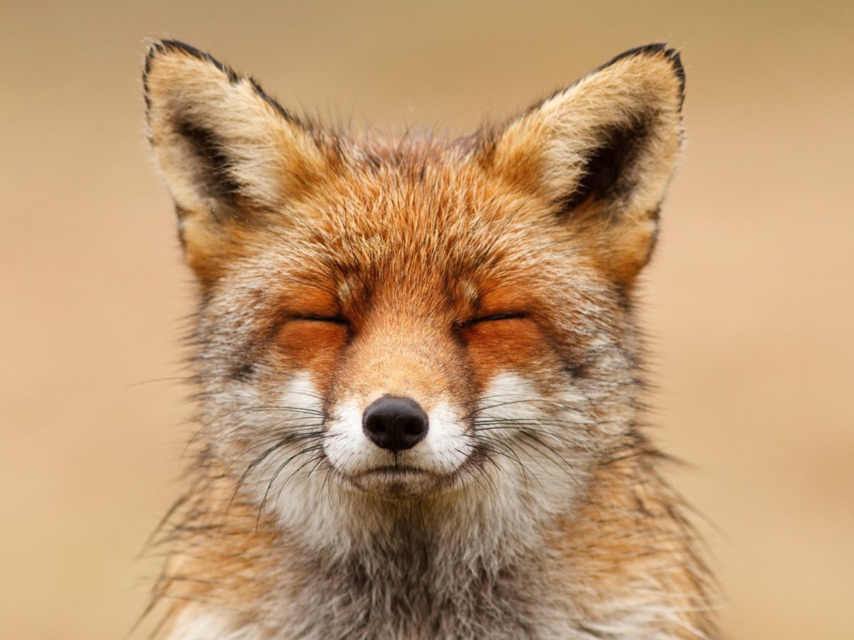 Смешное чучело лисы