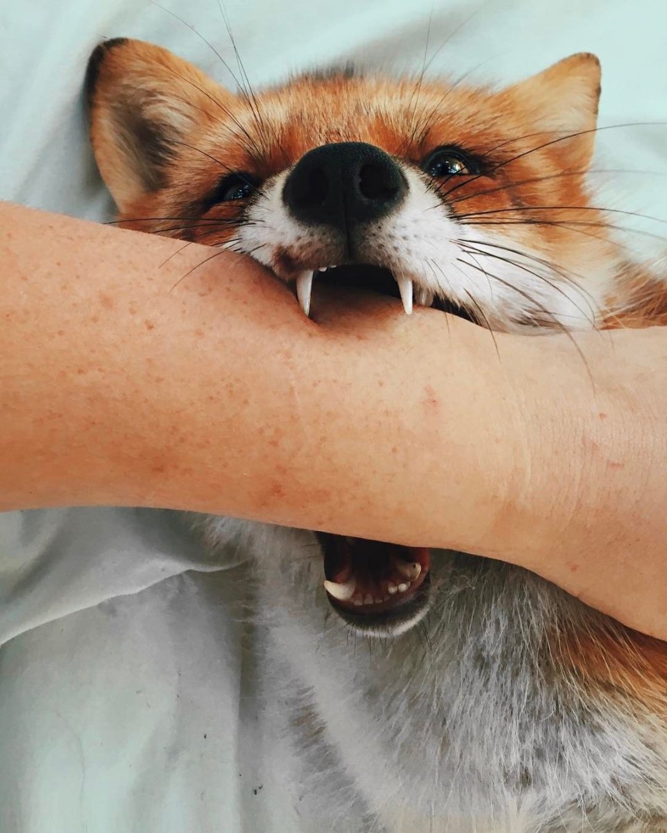 Упоротый Лис фильм