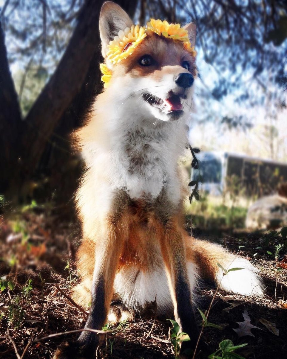 Кицунэ Эстетика