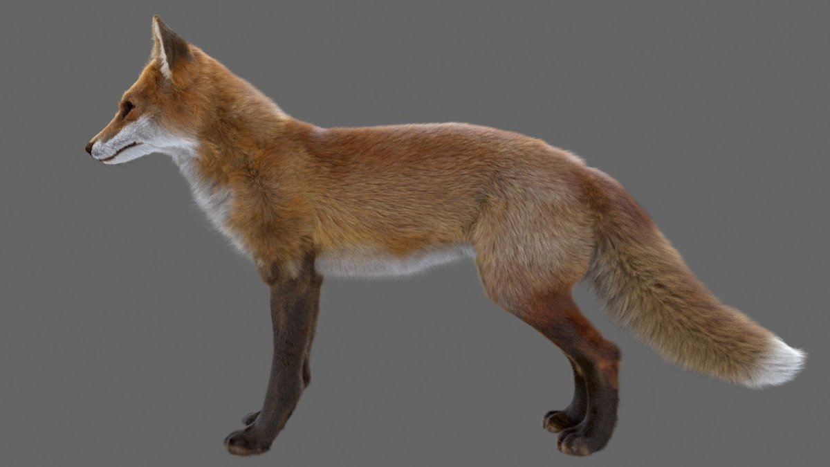 Беременная лиса