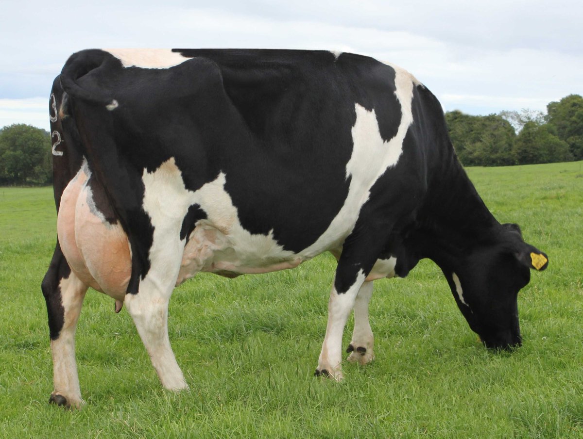 Голштинская порода коров