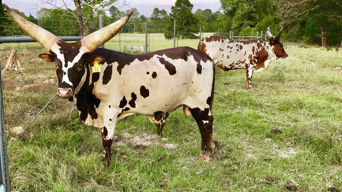 Анколе ватуси порода коров