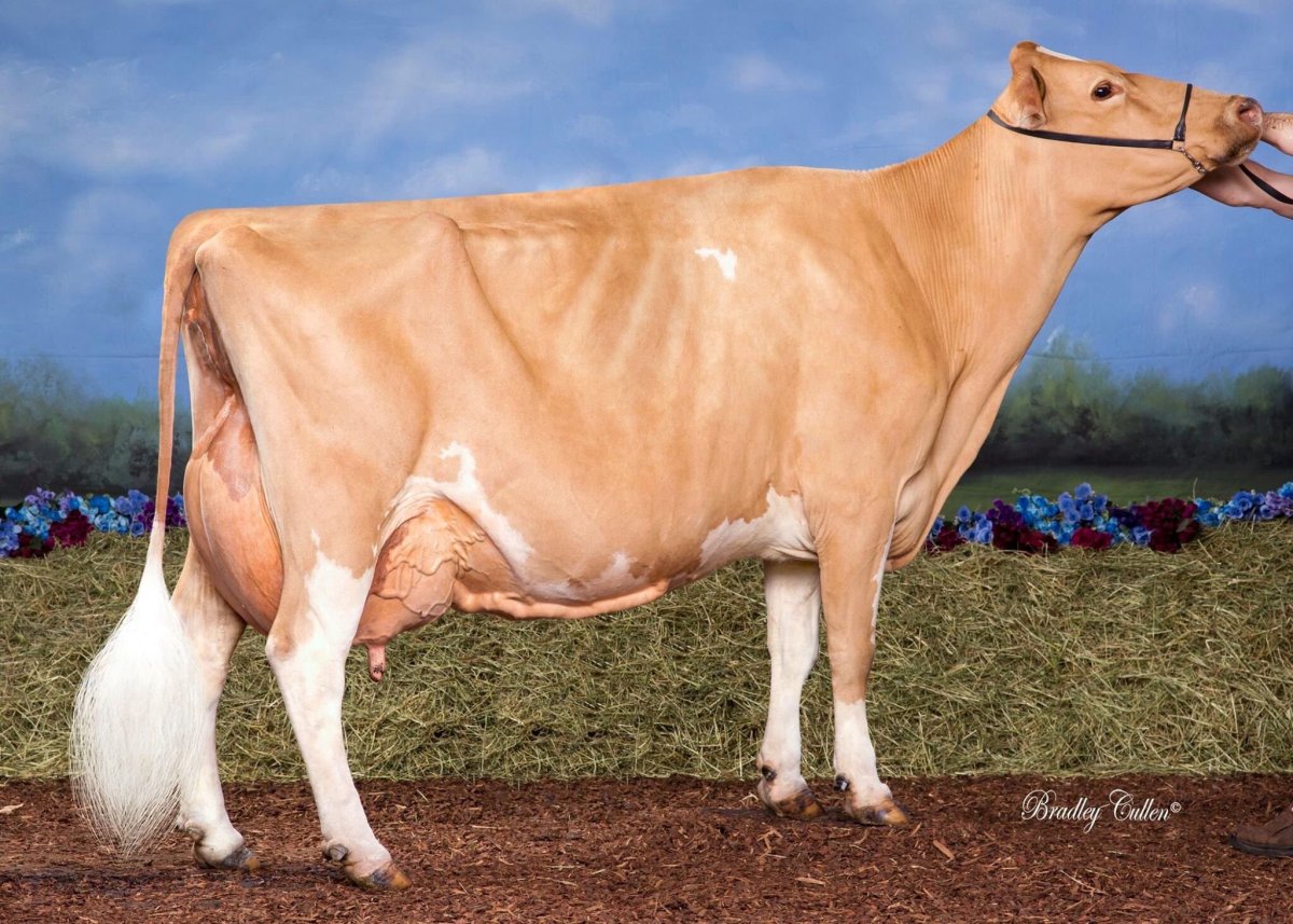 Гернзейская порода