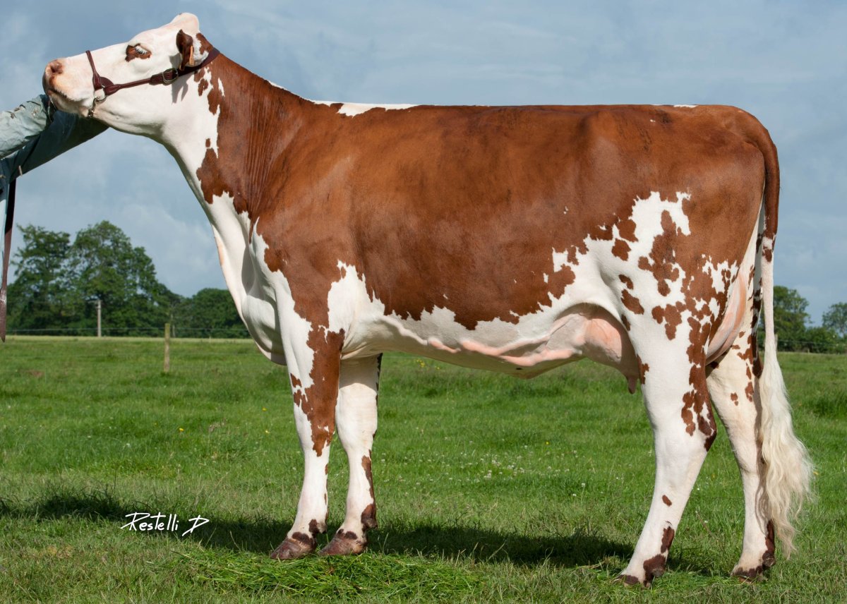 Домашние животные корова