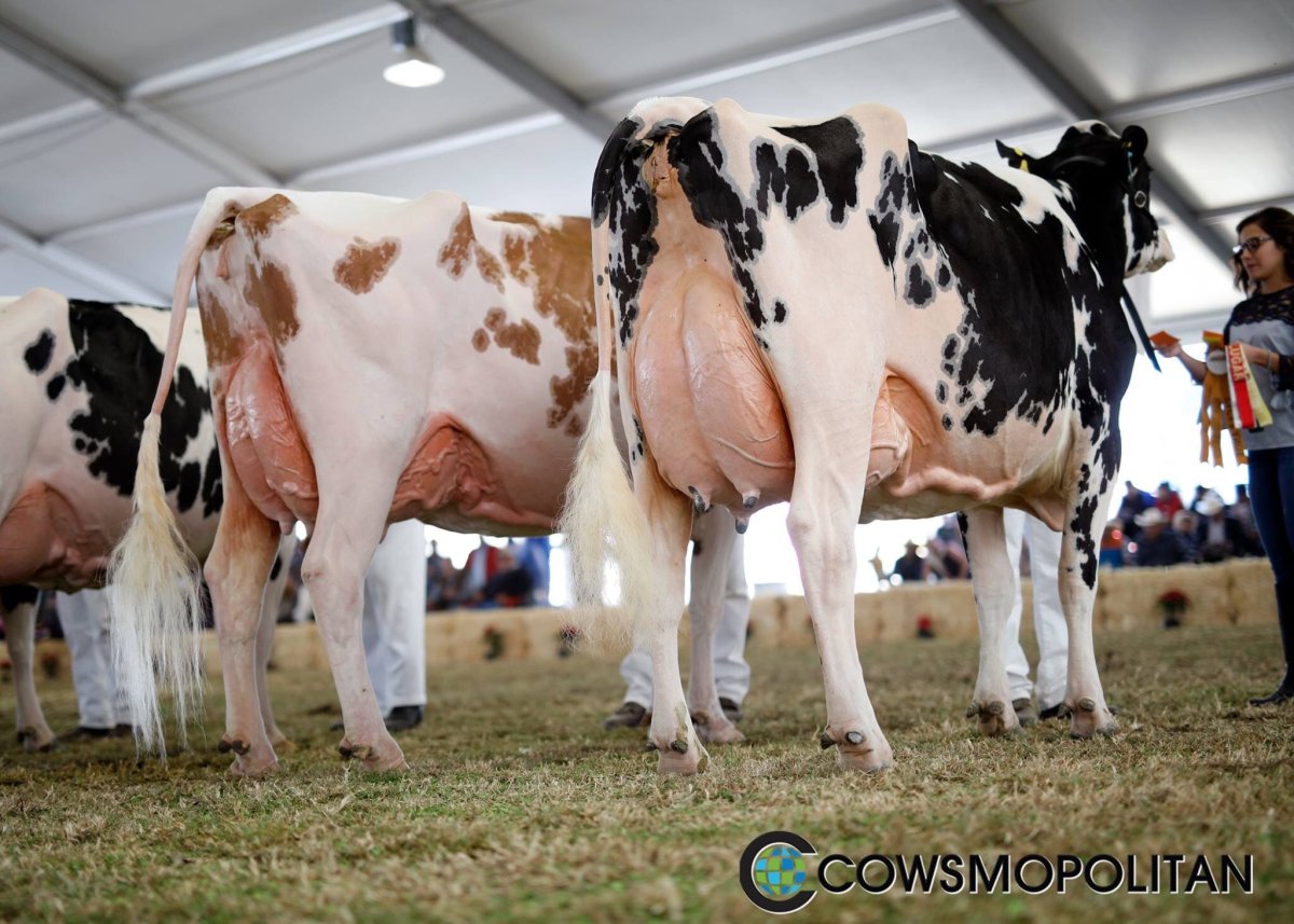 Порода монбельярд