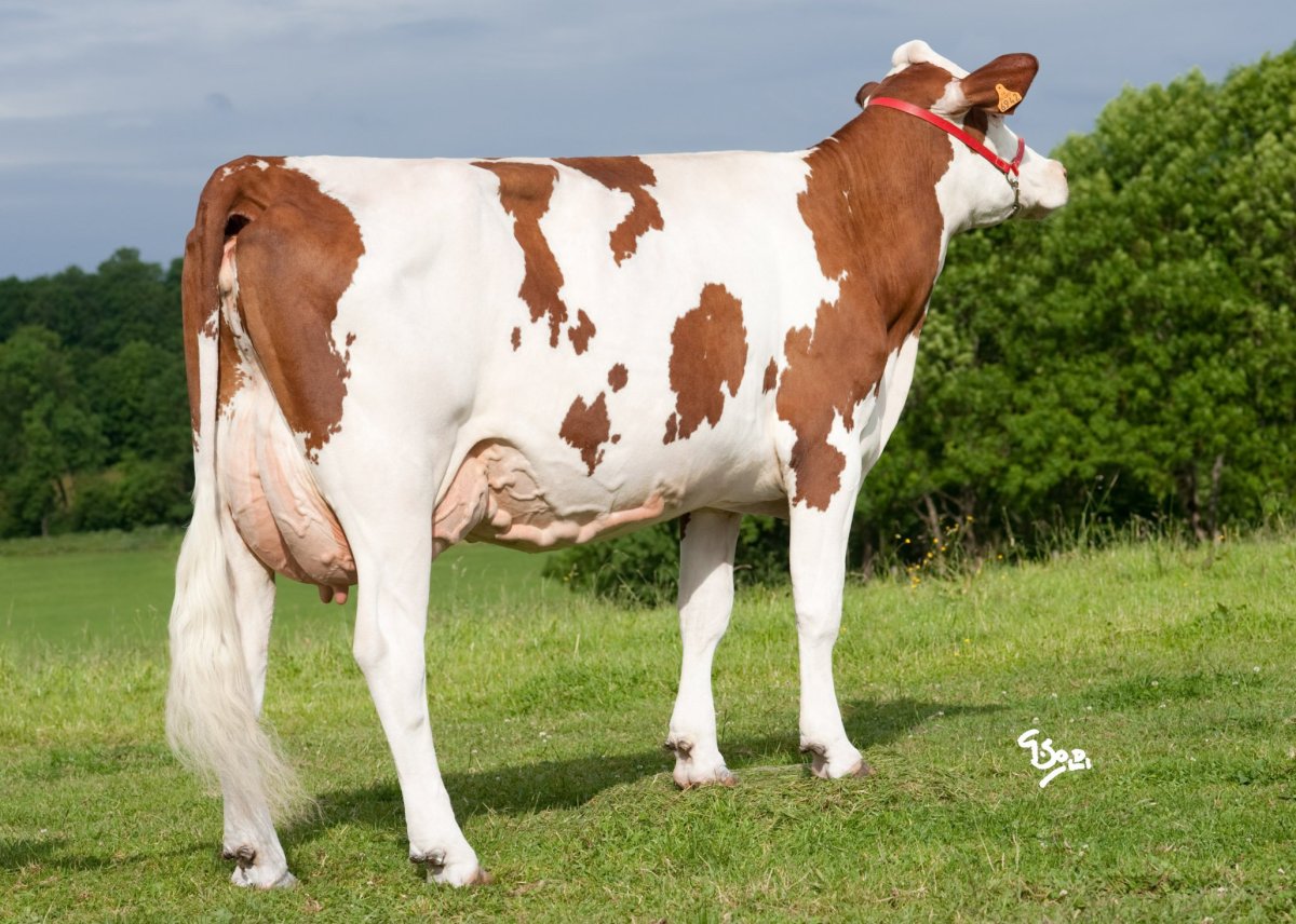 Крупный рогатый скот