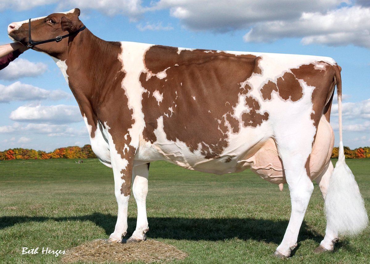 Джерсейская порода Быков