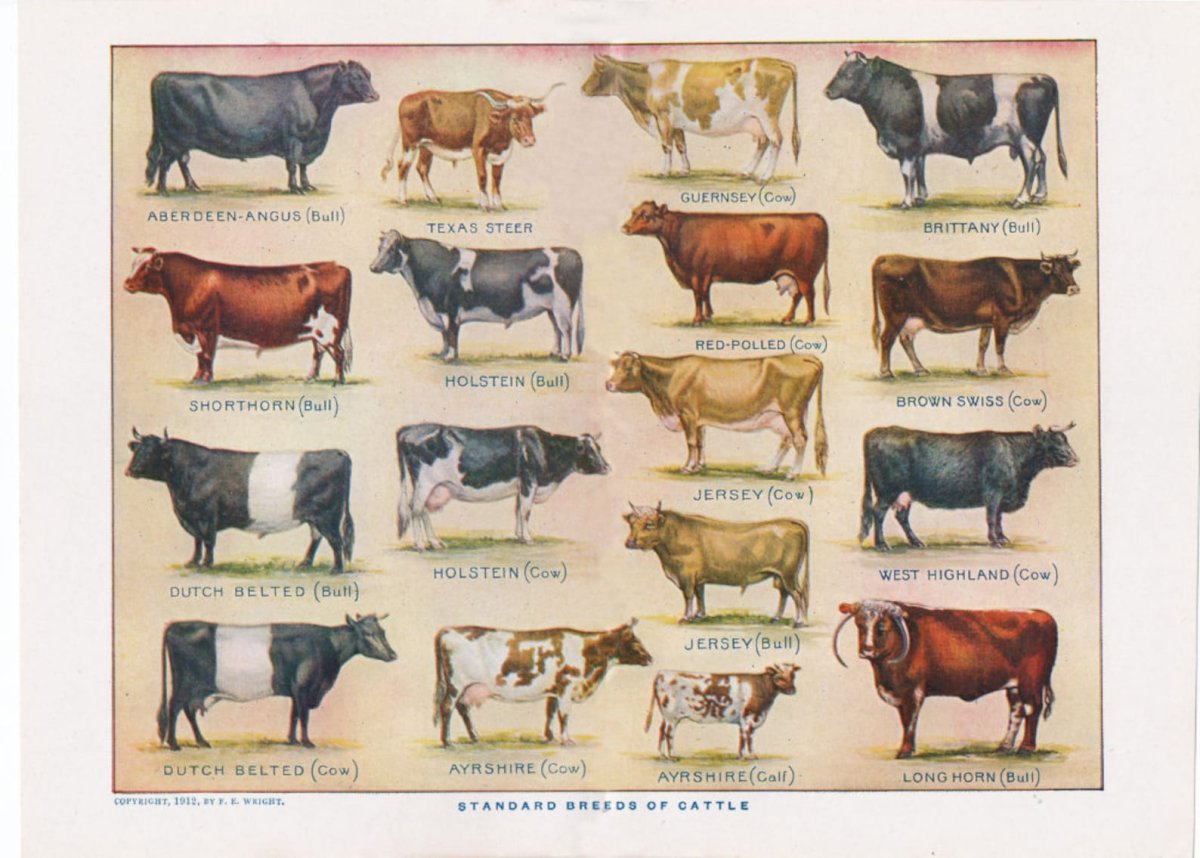 Породы коров с подписями