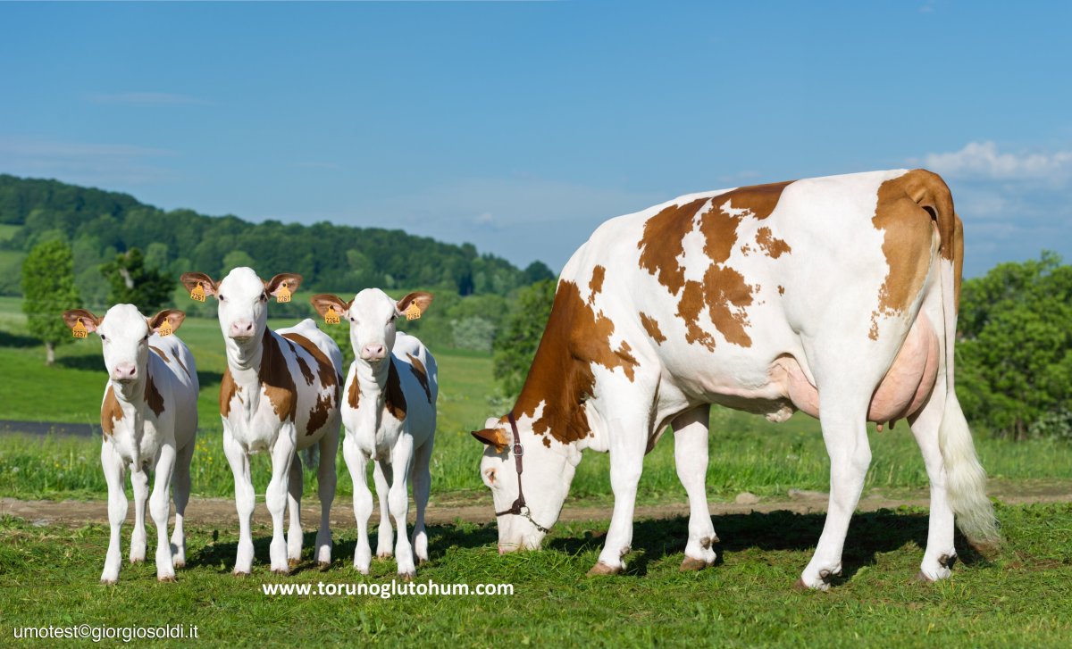 Коровы породы монд Бельяр