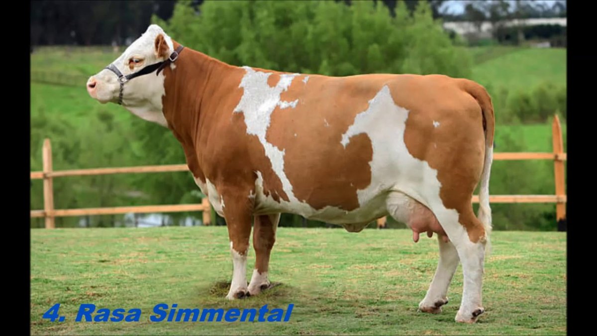 Айрширская порода коров