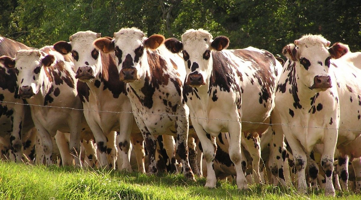 Айрширская порода КРС