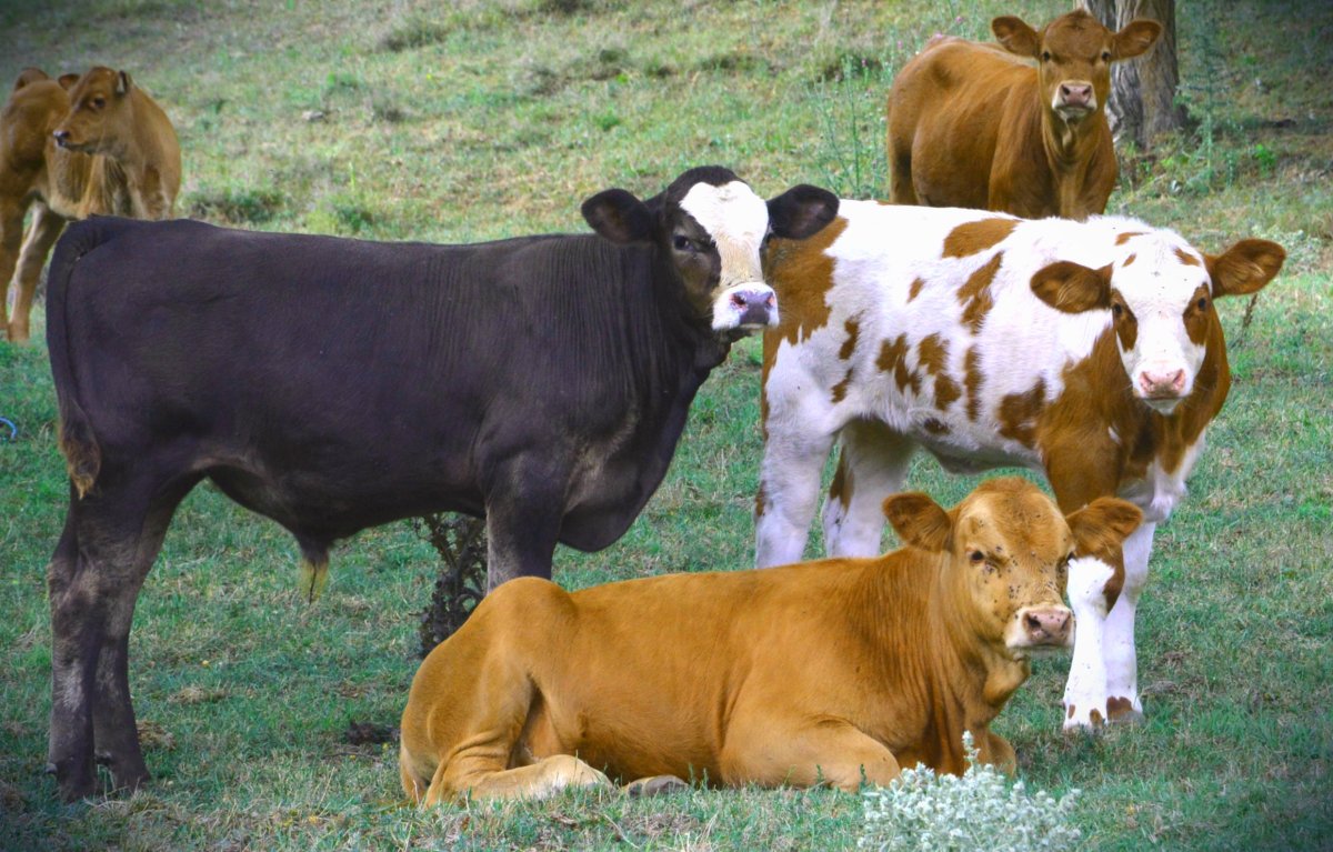Порода симментальская ,айрширская.