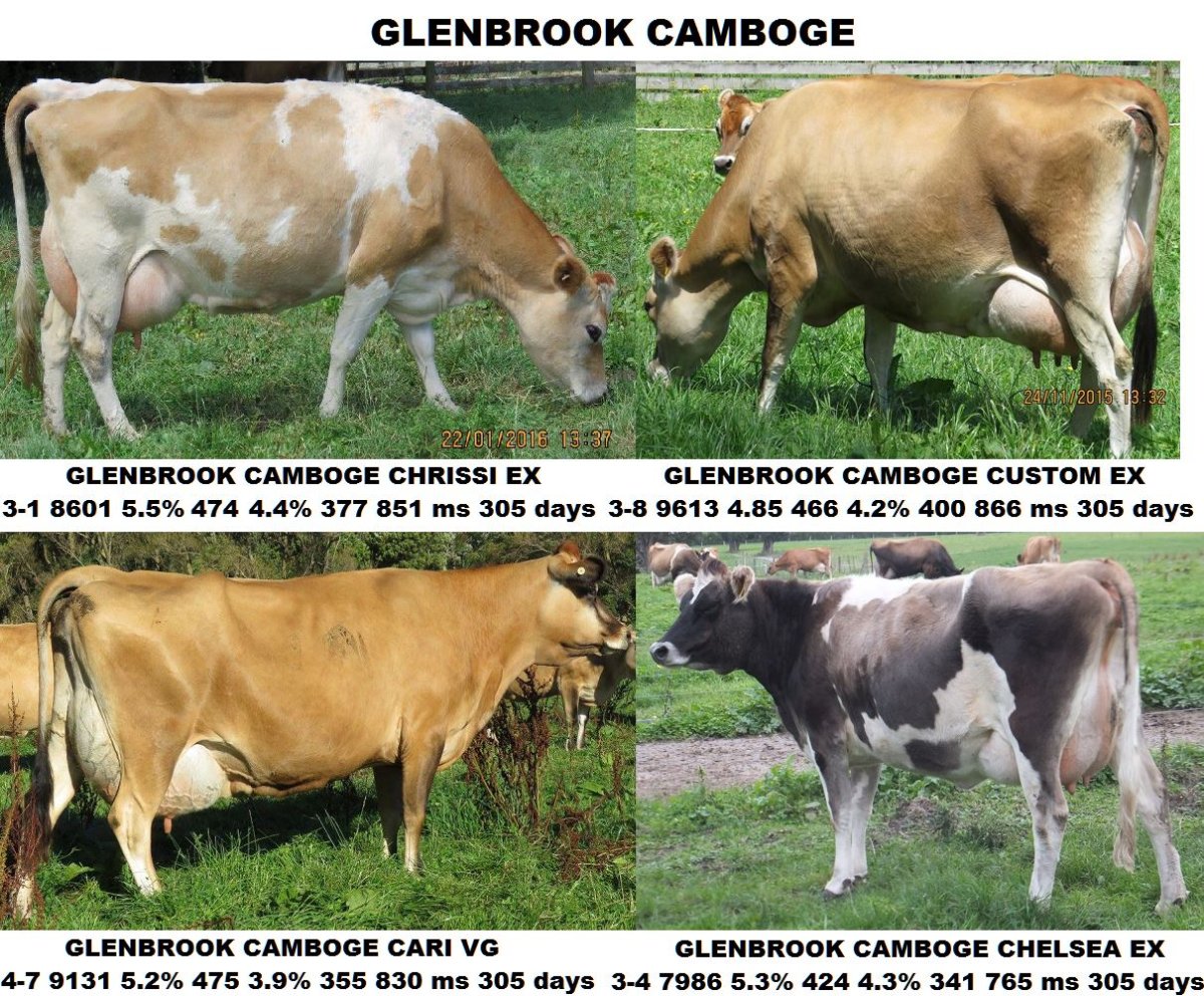 Джерсейская порода КРС характеристика