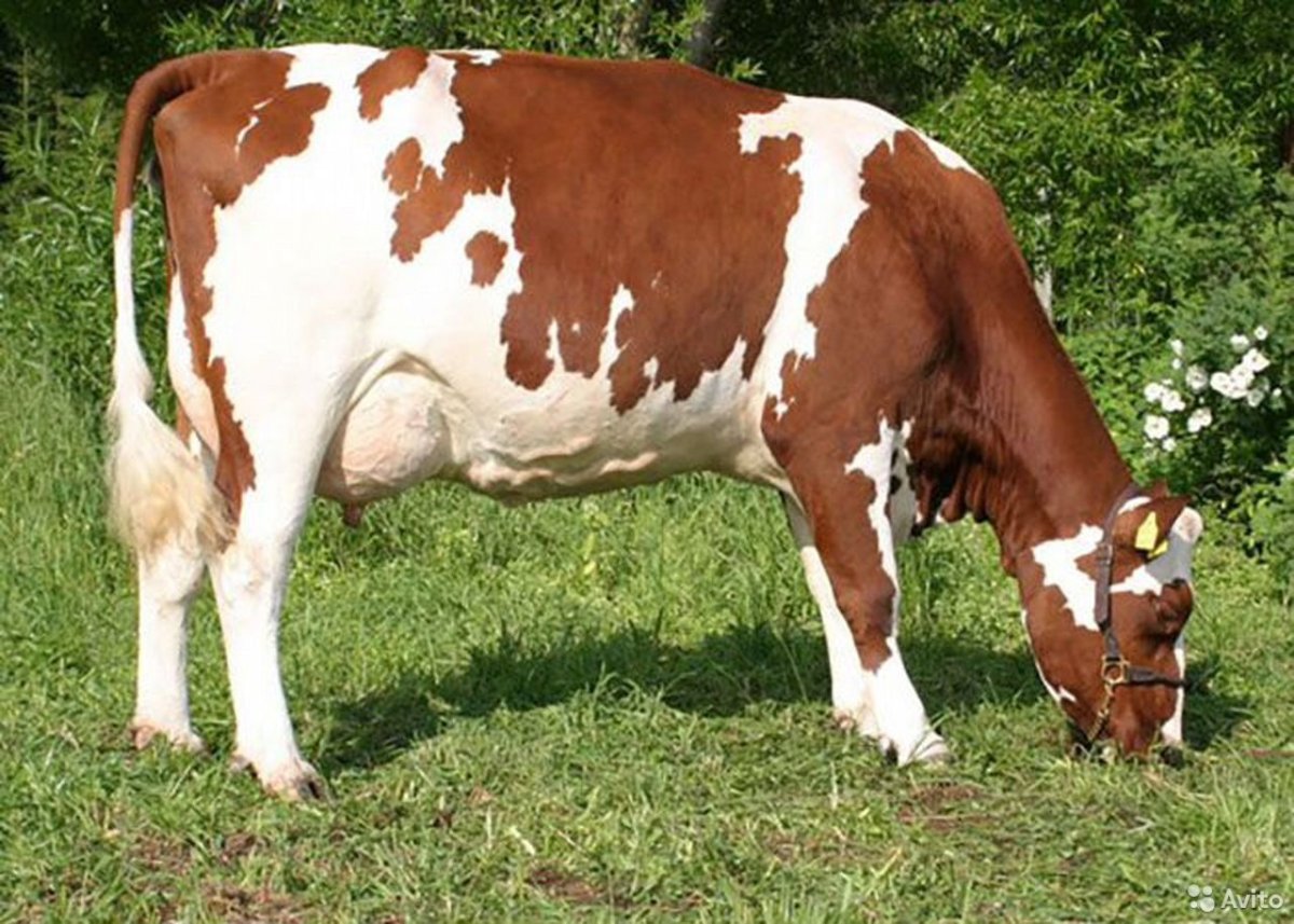 Красная Датская порода КРС