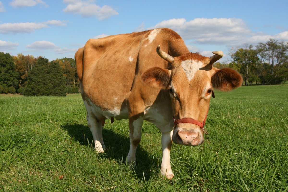 Гернзейская порода коров