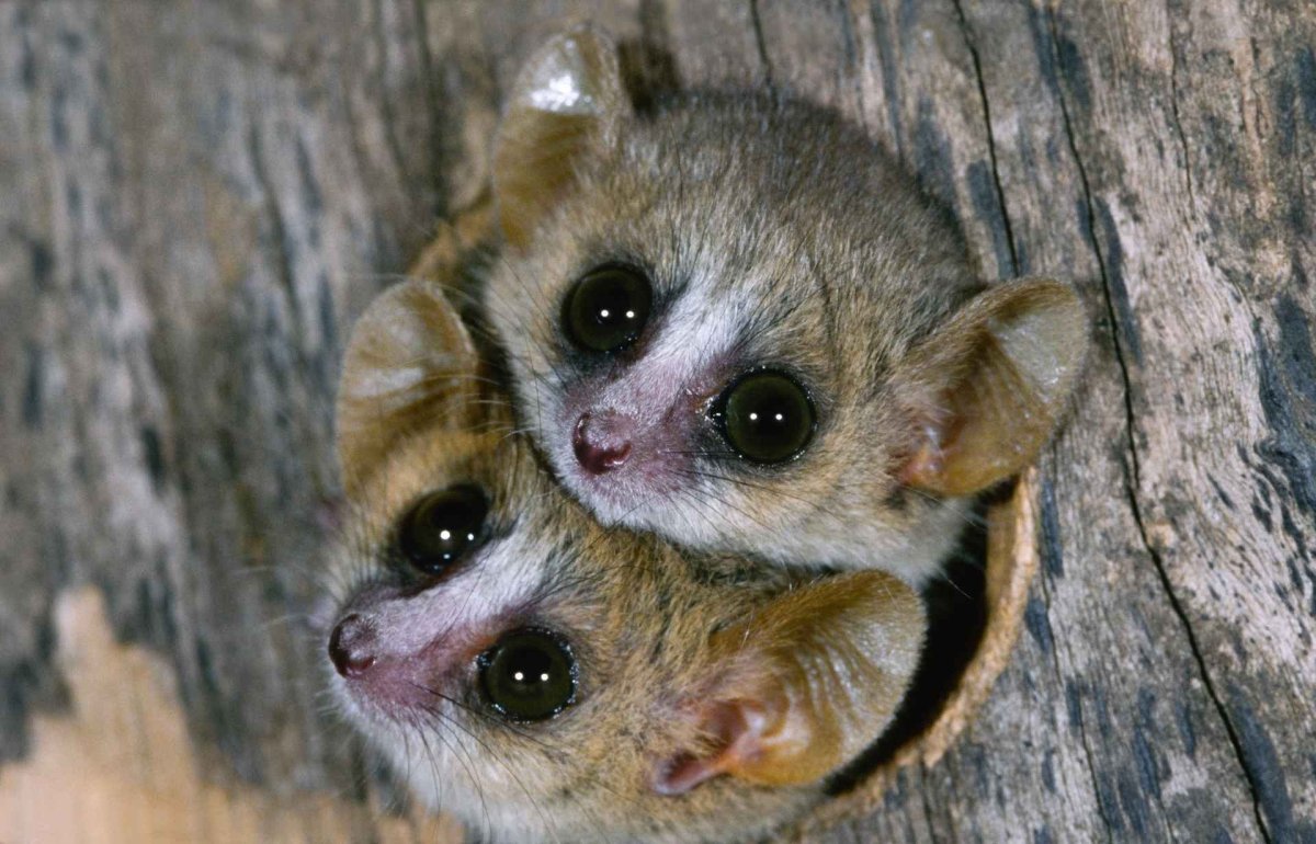 Карликовый мышиный лемур