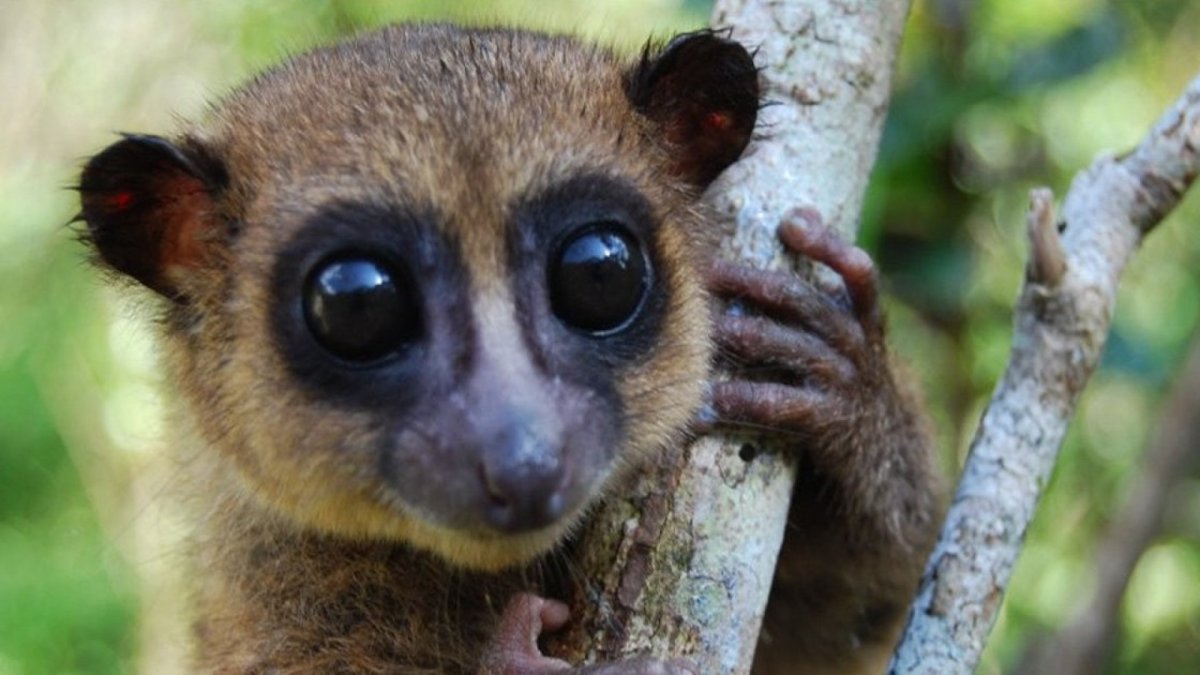 Карликовый мышиный лемур