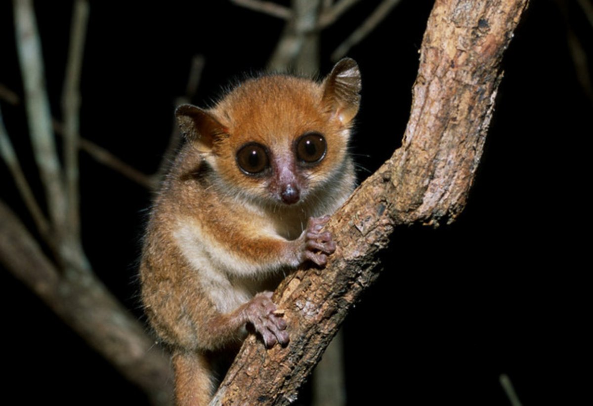 Животные с большими глазами