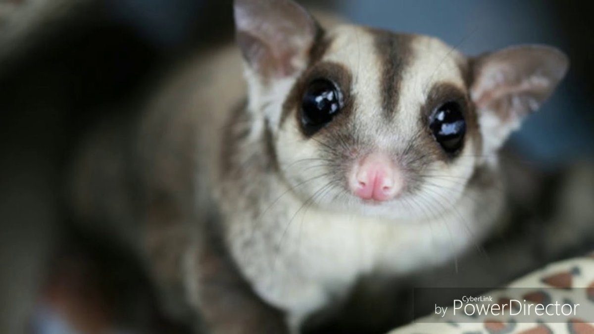 Игрушки Santaniel паук