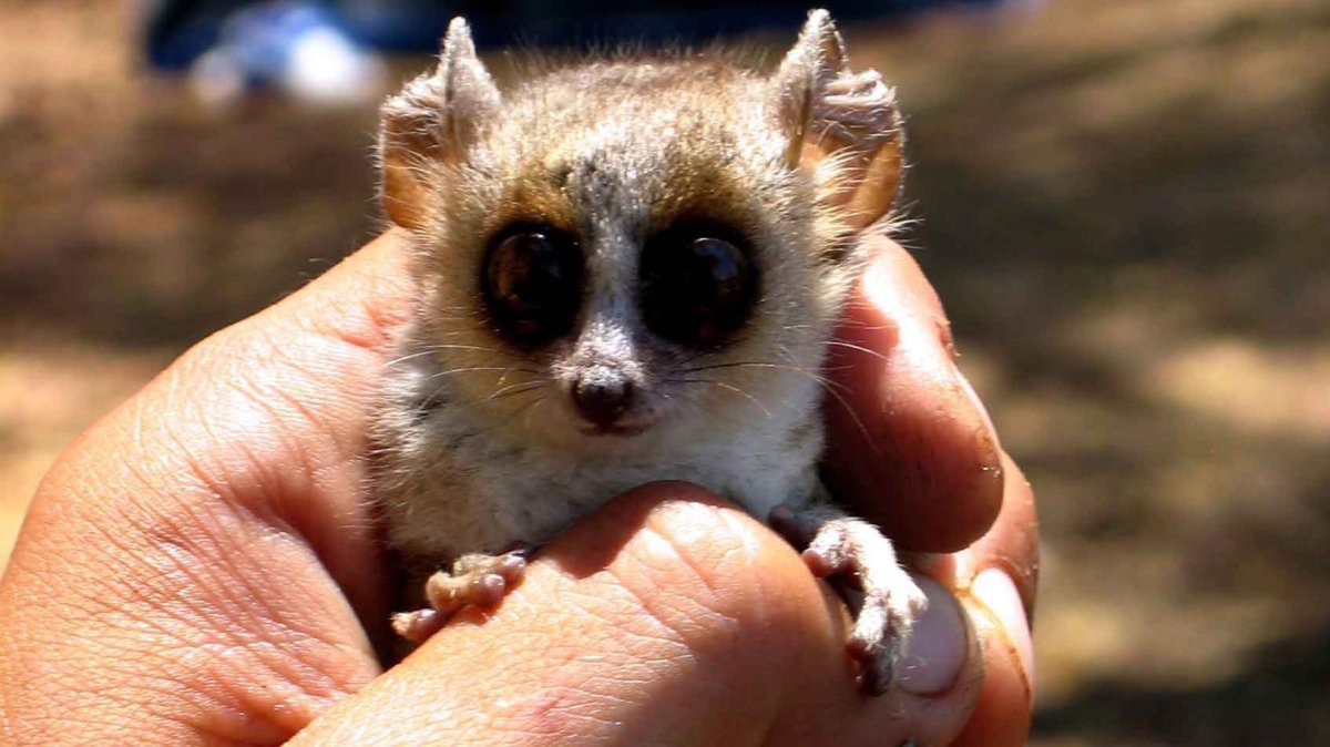 Занзибарский галаго