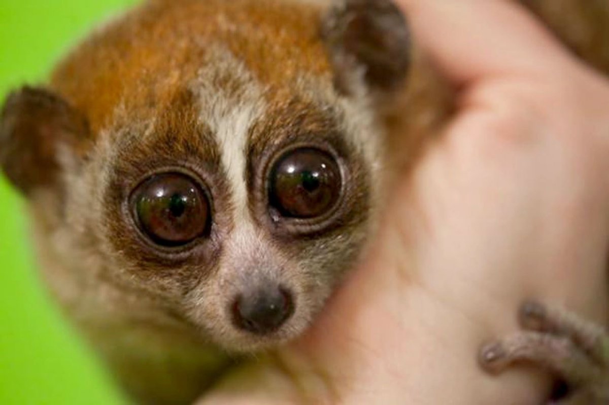 Лемур Лори с большими глазами