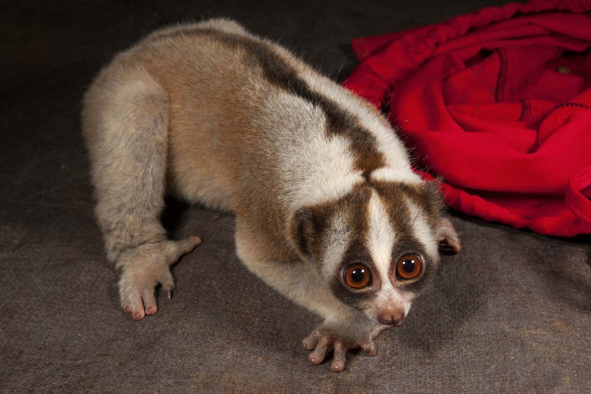 Лемур Лори домашний