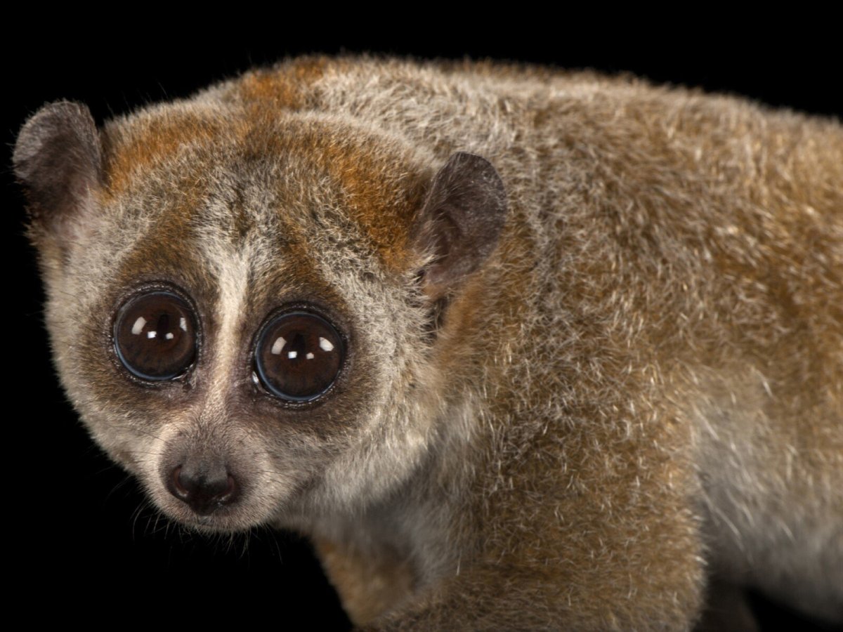 Малый Лори – Nycticebus pygmaeus