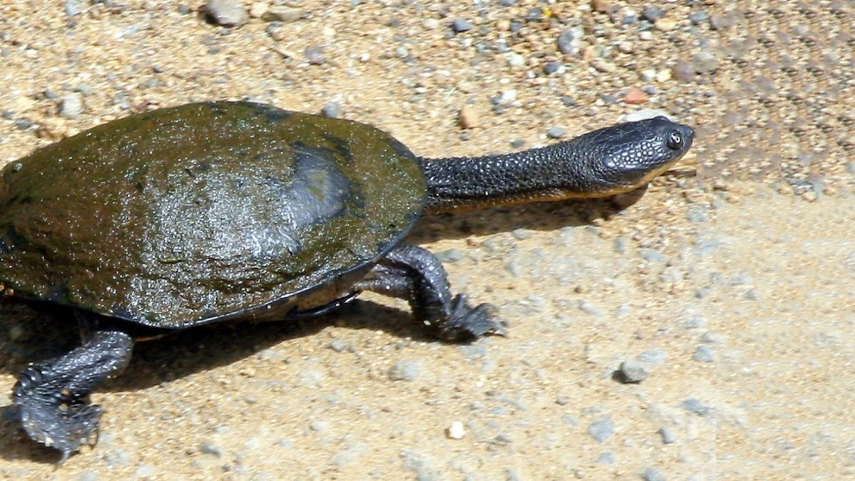 Змеиношейная черепаха