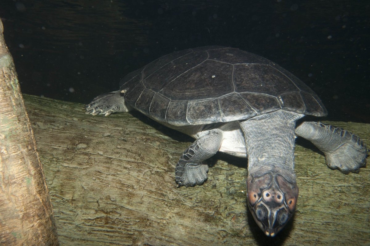 Австралийская змеиношеяя черепаха