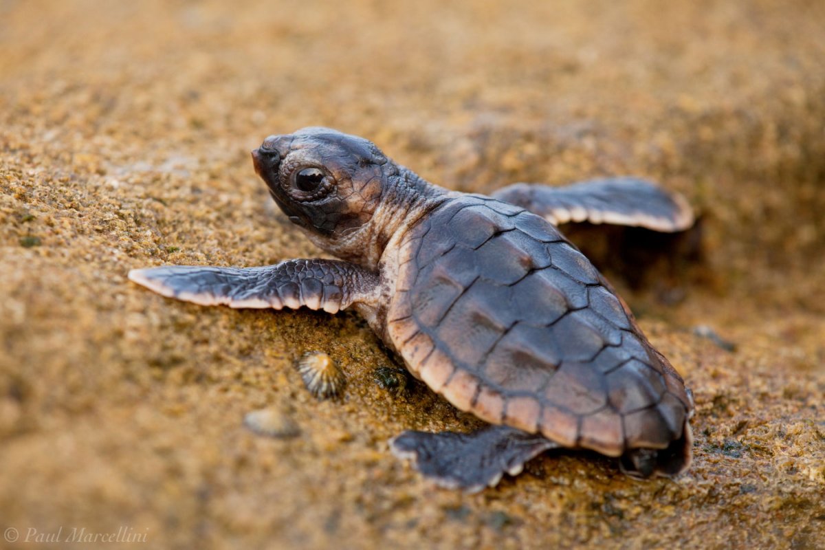 Логгерхед детеныш