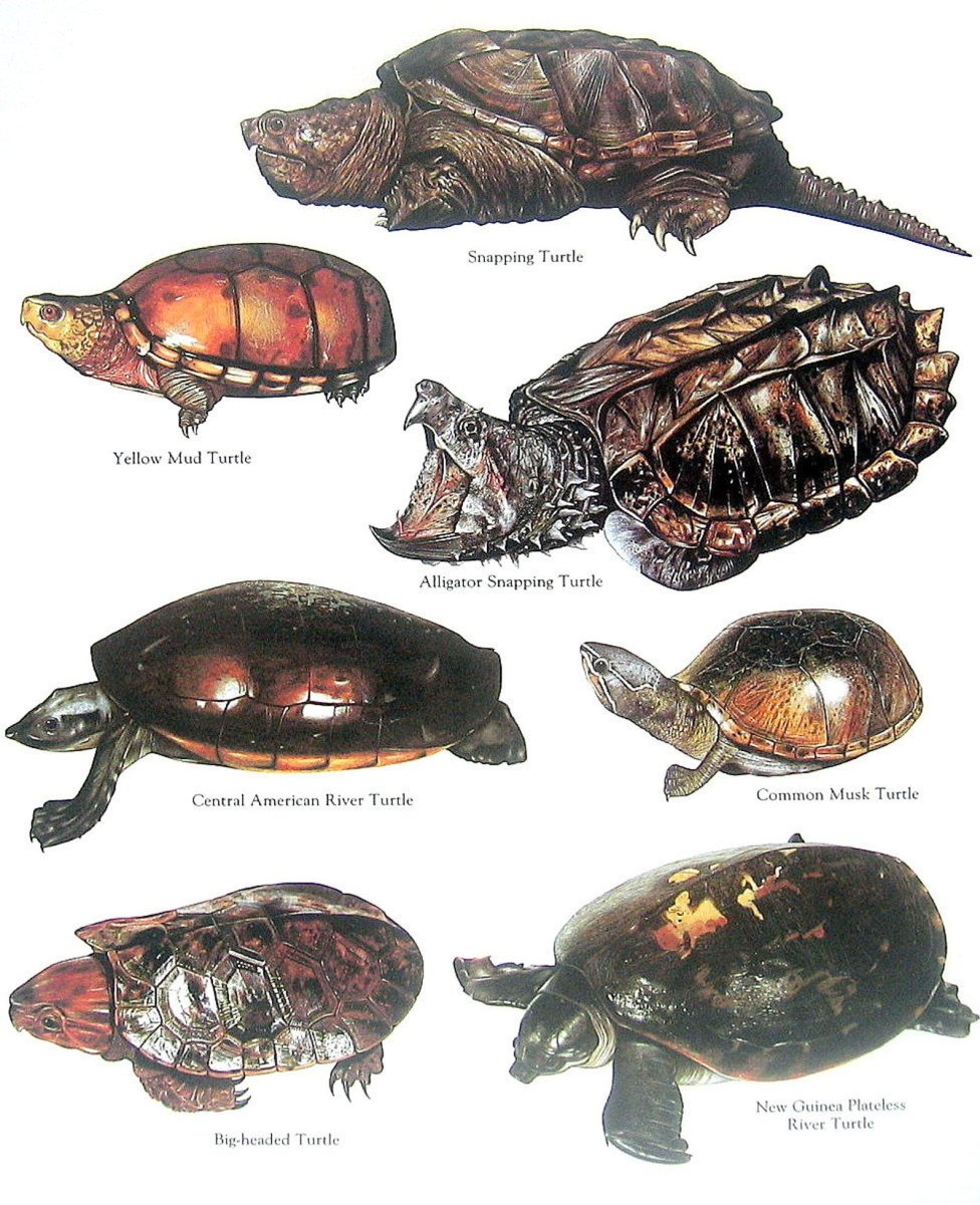 Разделывание черепахи