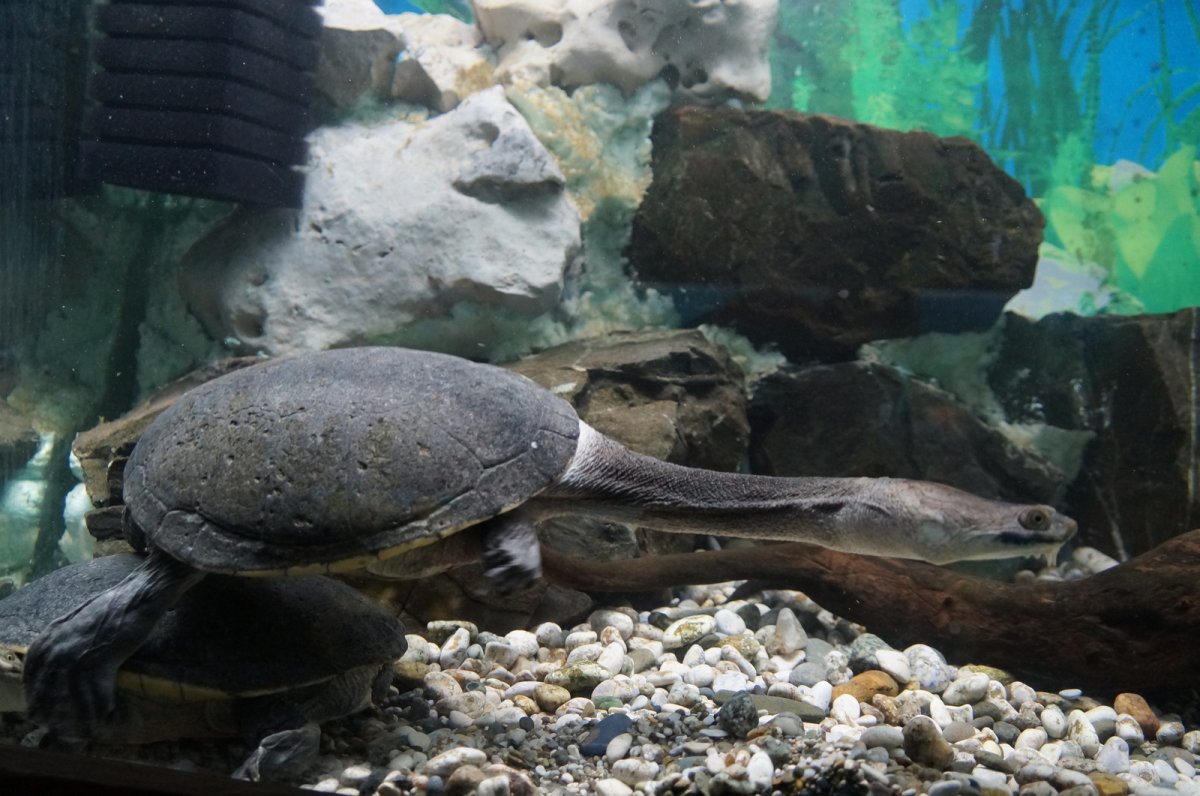 Черепаха с длинной шеей