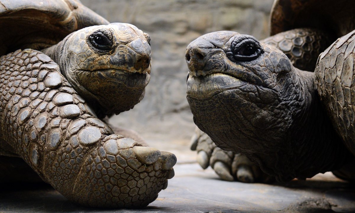 Пилоспинная черепаха