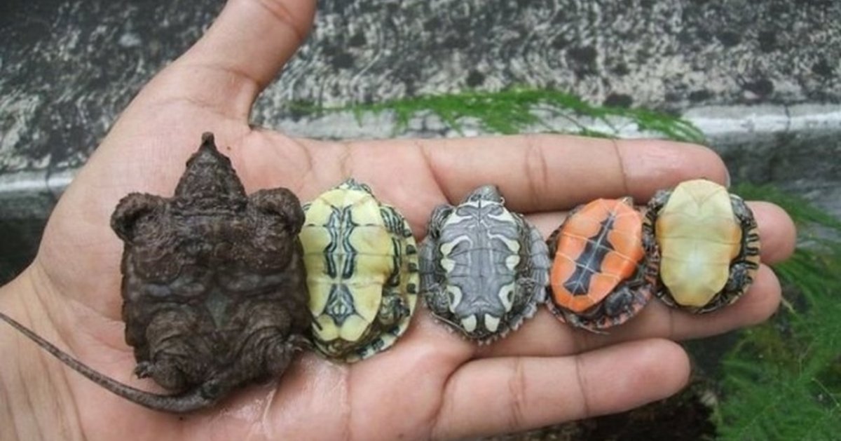 Ожирение красноухой черепахи