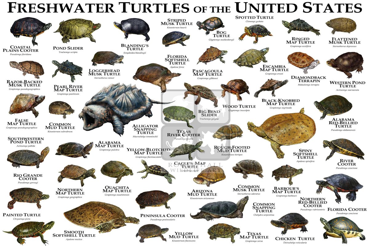 Черепаха Каретта-Каретта Детёныши