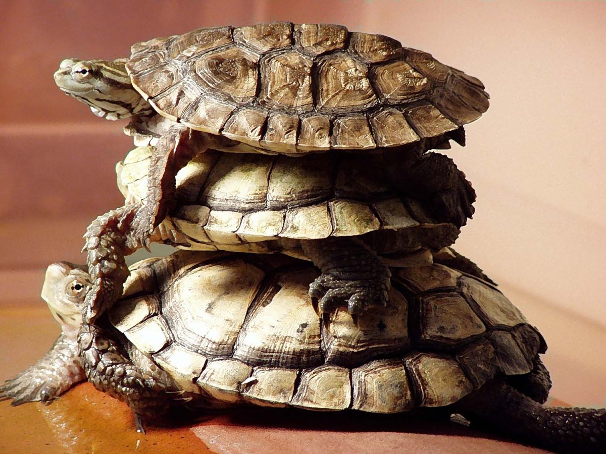 Много черепах