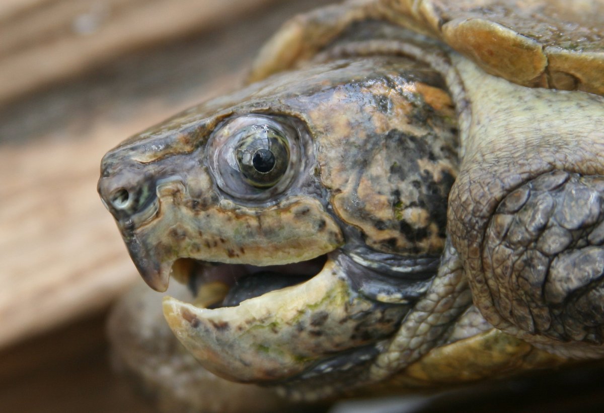 Platysternon megacephalum megacephalum