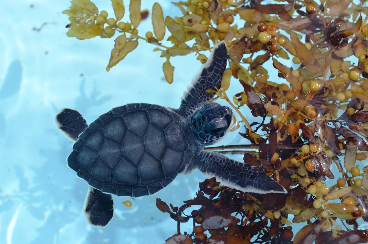 Черная морская черепаха