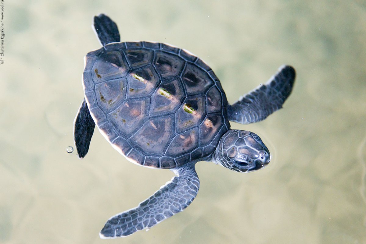 Морские черепахи и их Детеныши