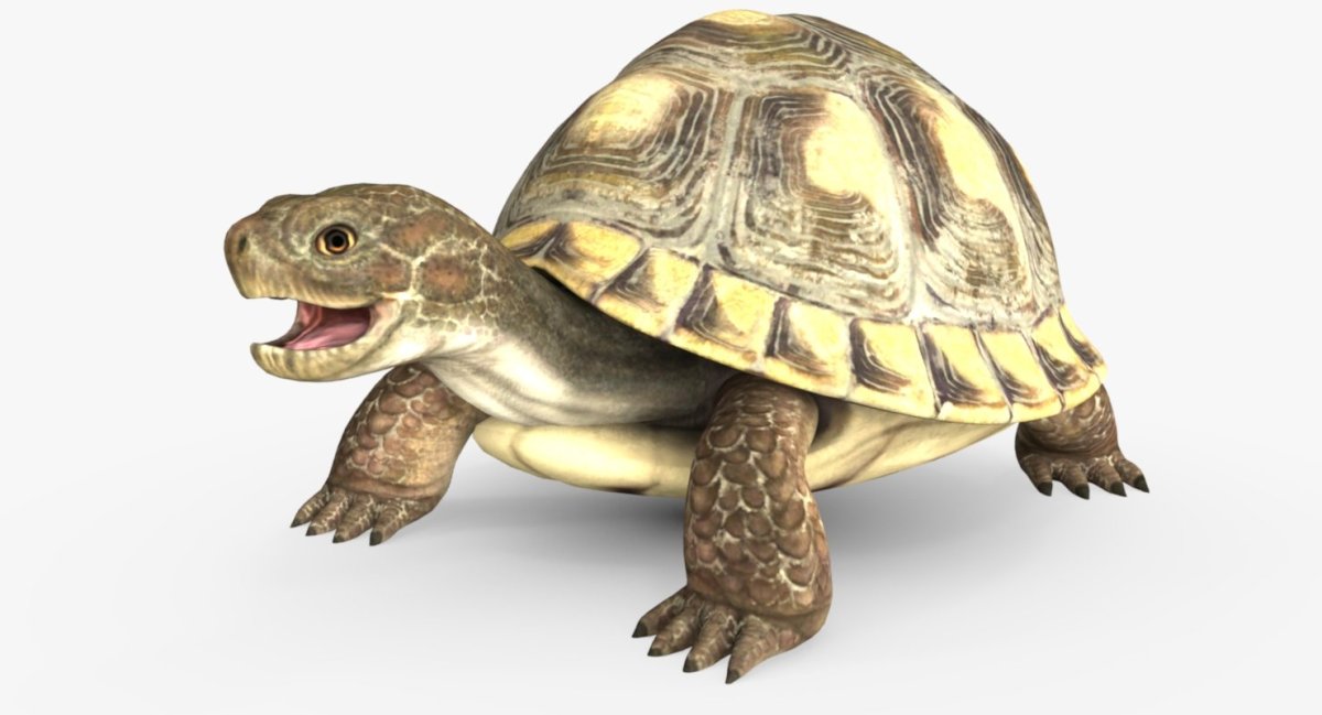 Черепаха 3д