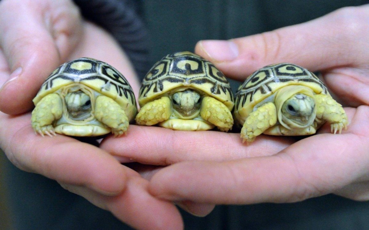 Архелон черепаха