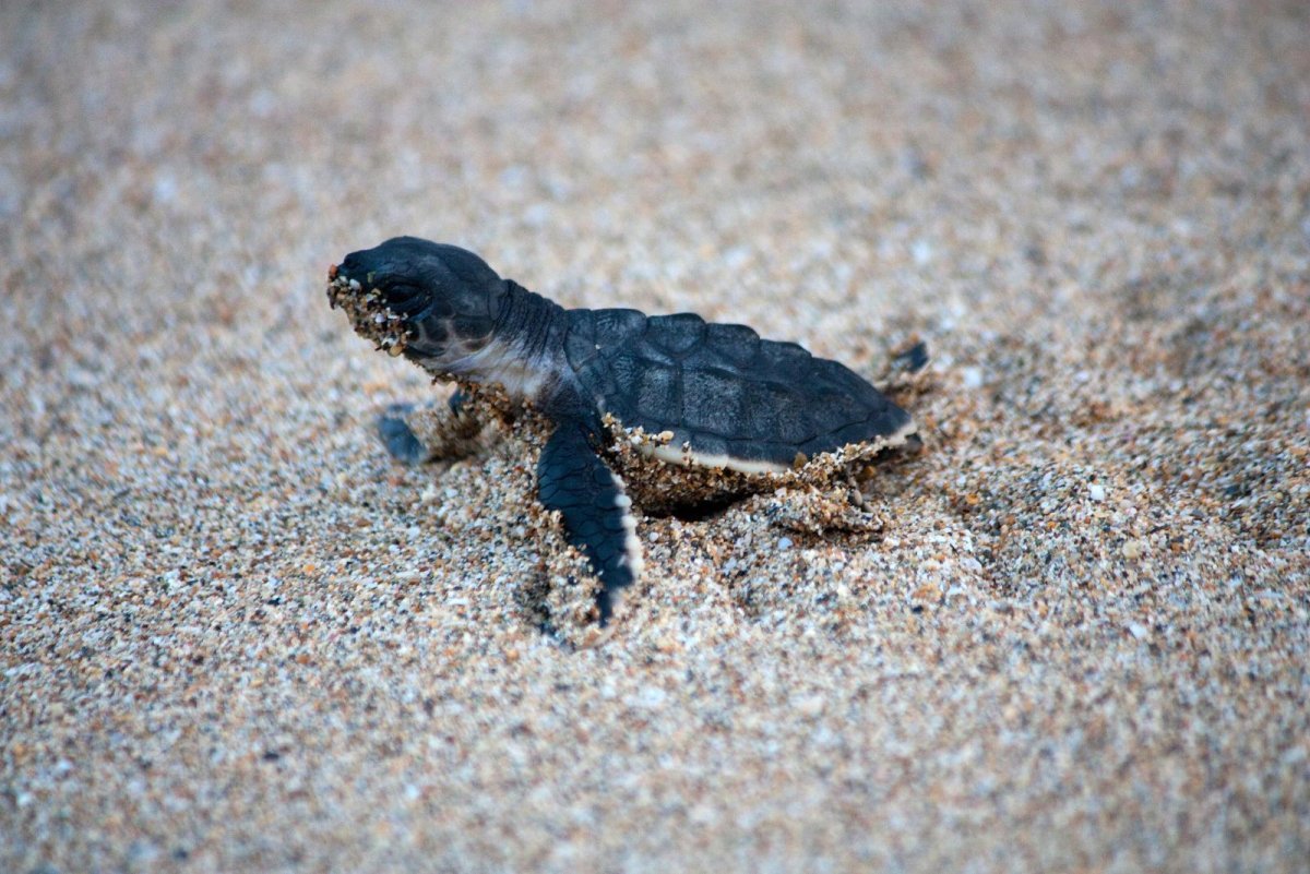 Морская черепаха снег