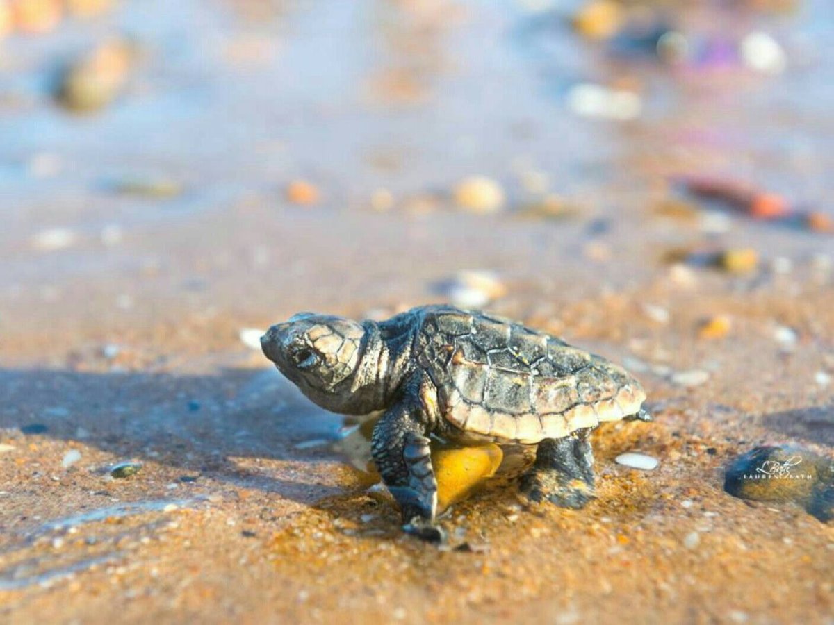 Черепаший экспресс