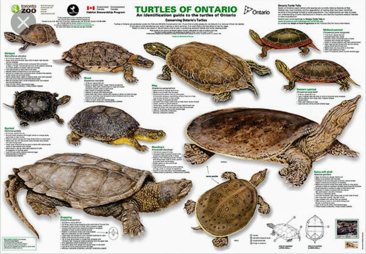 Чарты Черепашки