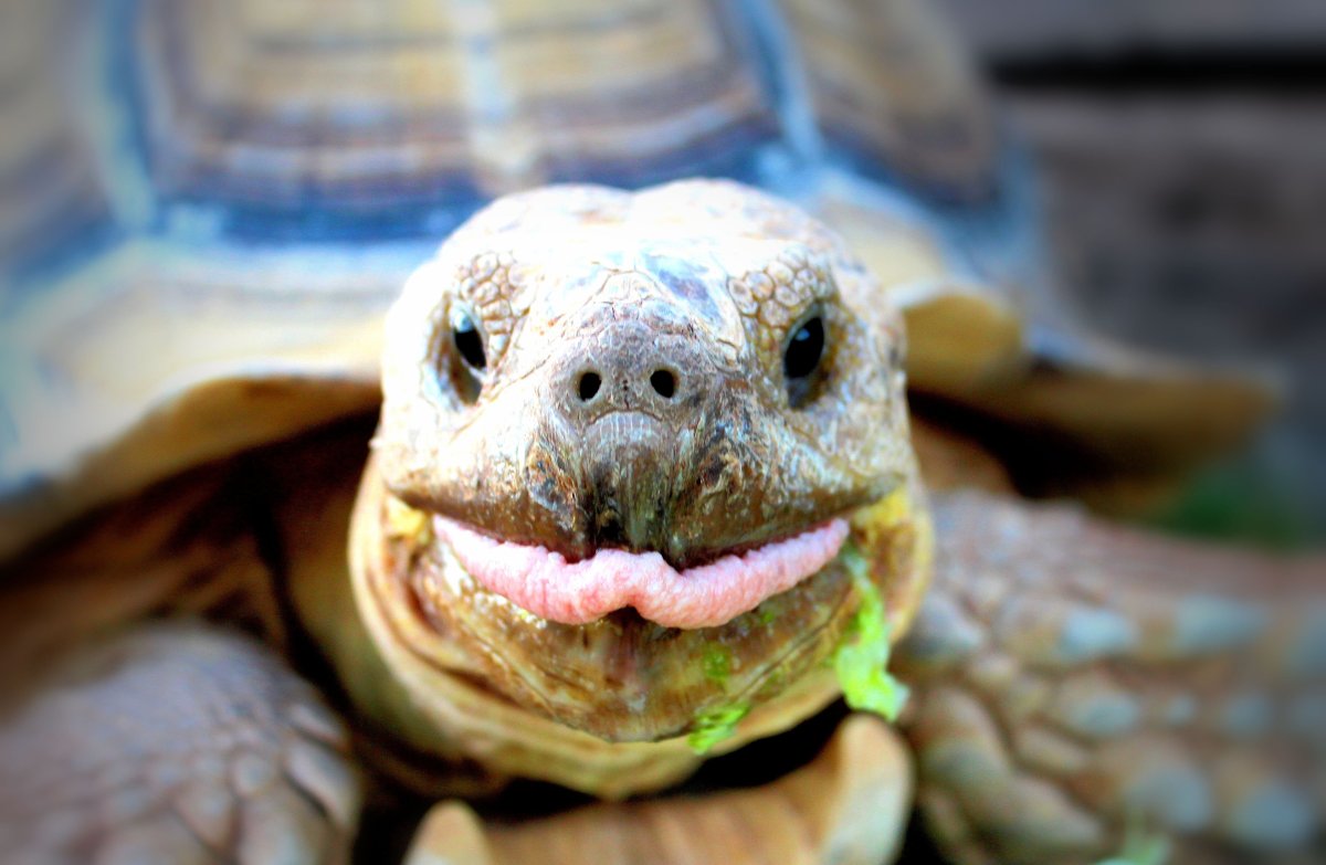 Плоскотелая черепаха