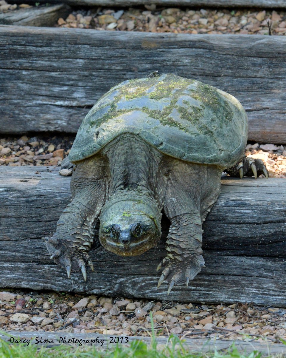 Черепаха Джонатан
