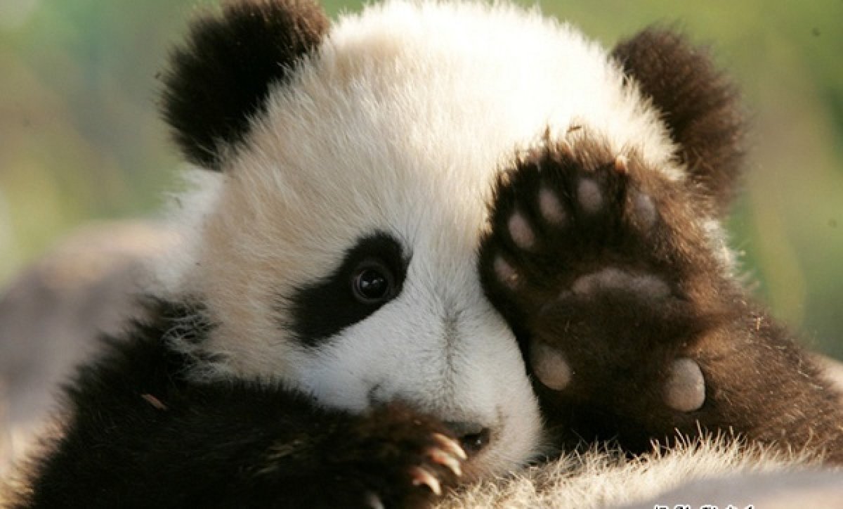 Спящие медвежата