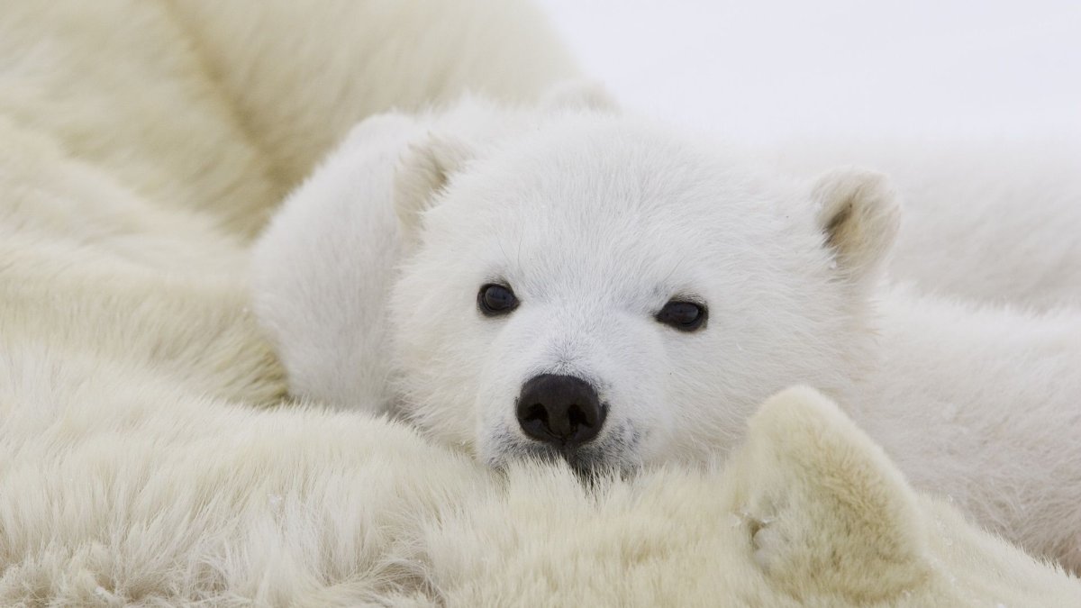 Медвежата домашние