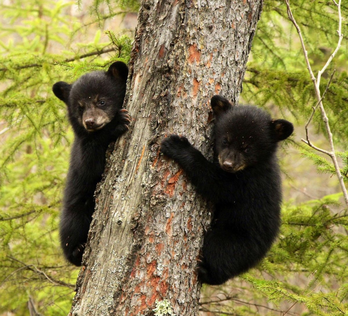 Black Bears Медвежий угол