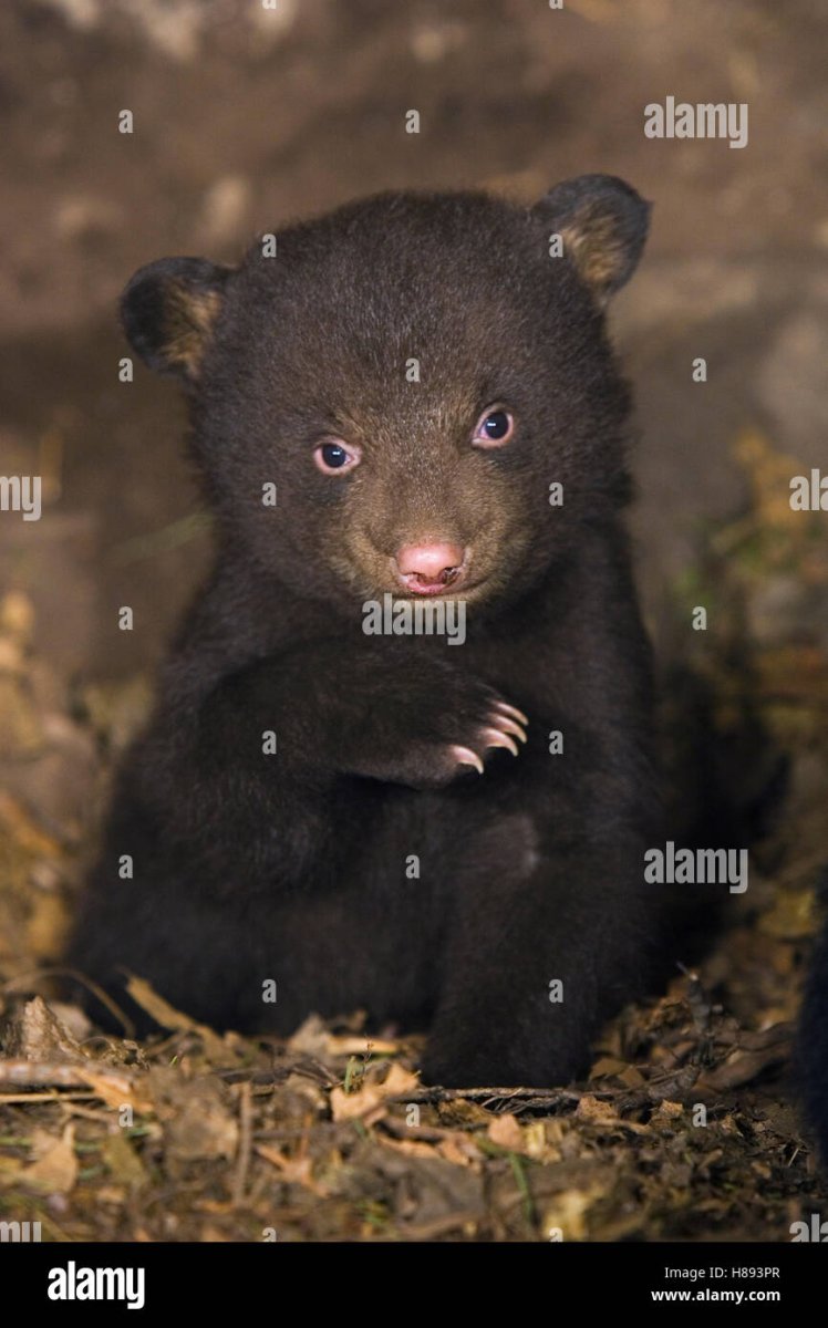 Красивый Медвежонок